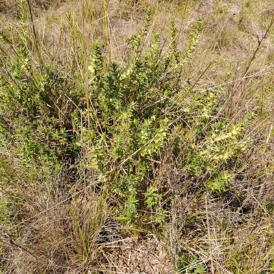 Melichrus urceolatus (Urn Heath) at Mount Taylor - 3 Sep 2023 by LPadg