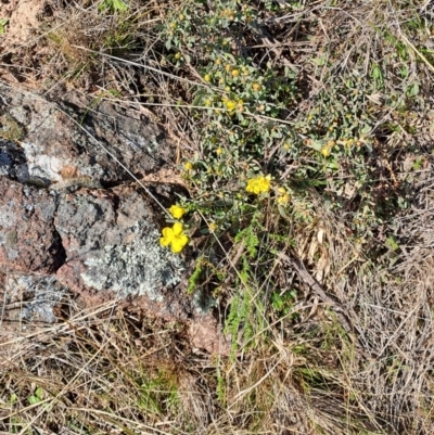 Hibbertia obtusifolia (Grey Guinea-flower) at Narrabundah, ACT - 3 Sep 2023 by LPadg