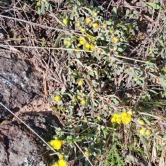 Hibbertia obtusifolia at Narrabundah, ACT - 3 Sep 2023 10:58 AM