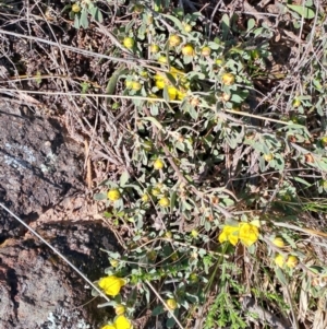 Hibbertia obtusifolia at Narrabundah, ACT - 3 Sep 2023