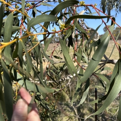 Eucalyptus pauciflora subsp. pauciflora (White Sally, Snow Gum) at Yarralumla, ACT - 3 Sep 2023 by lbradley