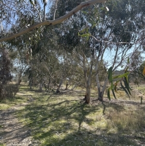 Eucalyptus pauciflora subsp. pauciflora at Aranda Bushland - 3 Sep 2023