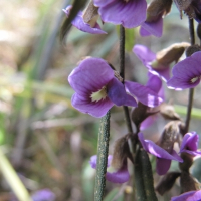 Hovea heterophylla (Common Hovea) at Mount Taylor - 29 Aug 2023 by BarrieR