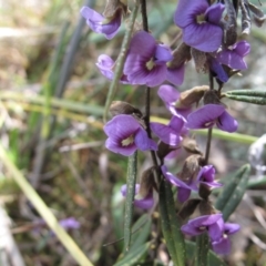 Hovea heterophylla at Tuggeranong, ACT - 29 Aug 2023 11:01 AM