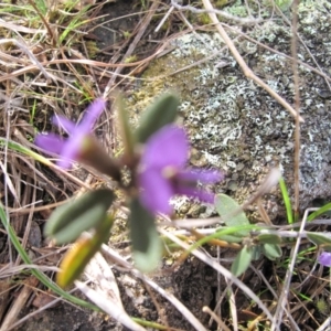 Hovea heterophylla at Tuggeranong, ACT - 29 Aug 2023 11:01 AM