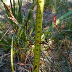 Leptocarpus tenax at Hyams Beach, NSW - 3 Aug 2023