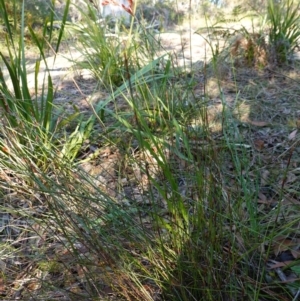Leptocarpus tenax at Hyams Beach, NSW - 3 Aug 2023