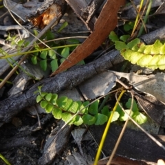 Lindsaea linearis (Screw Fern) at Jervis Bay National Park - 3 Aug 2023 by RobG1