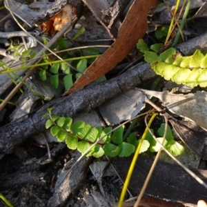 Lindsaea linearis at Hyams Beach, NSW - 3 Aug 2023