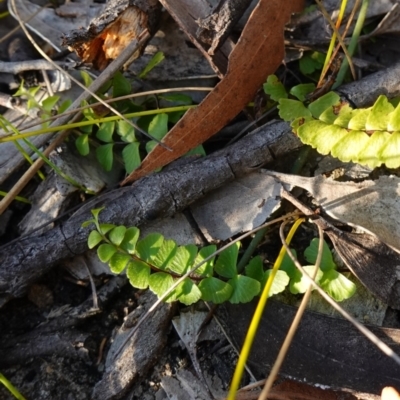 Lindsaea linearis (Screw Fern) at Hyams Beach, NSW - 3 Aug 2023 by RobG1