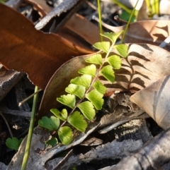 Lindsaea linearis at Hyams Beach, NSW - 3 Aug 2023