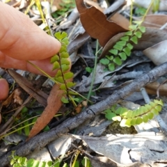 Lindsaea linearis at Hyams Beach, NSW - 3 Aug 2023