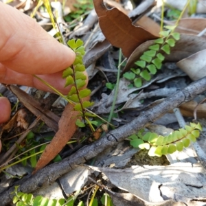 Lindsaea linearis at Hyams Beach, NSW - 3 Aug 2023