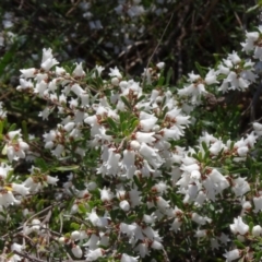 Cryptandra amara (Bitter Cryptandra) at Mount Ainslie - 2 Sep 2023 by JanetRussell