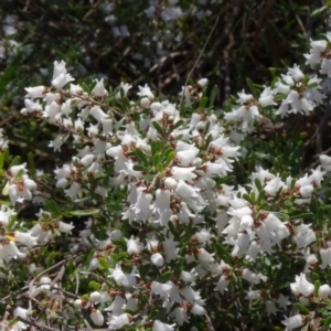 Cryptandra amara at Campbell, ACT - 2 Sep 2023