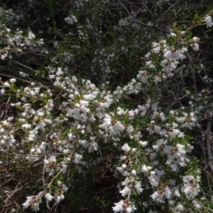 Cryptandra amara at Campbell, ACT - 2 Sep 2023