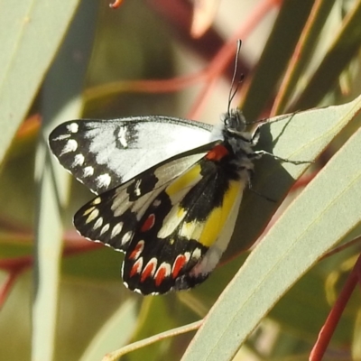 Delias aganippe (Spotted Jezebel) at Leinster, WA - 2 Sep 2023 by HelenCross