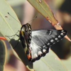 Delias aganippe at Leinster, WA - 3 Sep 2023 07:28 AM