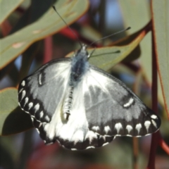 Delias aganippe at Leinster, WA - 3 Sep 2023 07:28 AM