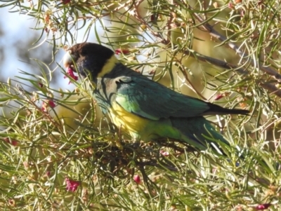 Barnardius zonarius (Australian Ringneck) at Leinster, WA - 2 Sep 2023 by HelenCross