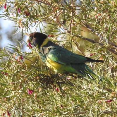 Barnardius zonarius (Australian Ringneck) at Leinster, WA - 3 Sep 2023 by HelenCross