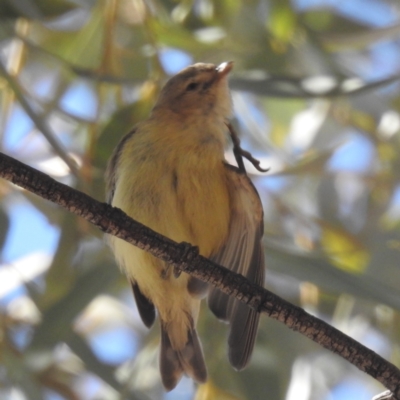 Smicrornis brevirostris (Weebill) at Leinster, WA - 1 Sep 2023 by HelenCross