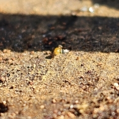 Formicidae (family) (Unidentified ant) at Evatt, ACT - 3 Sep 2023 by Jiggy