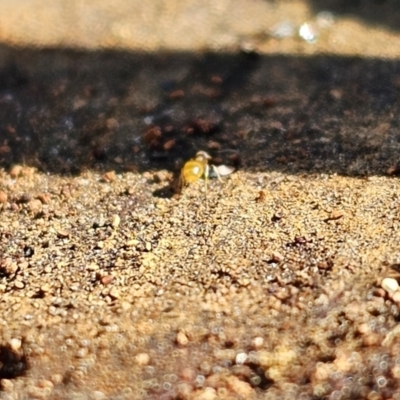 Formicidae (family) (Unidentified ant) at Evatt, ACT - 3 Sep 2023 by Jiggy