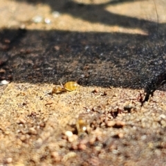 Formicidae (family) at Evatt, ACT - 3 Sep 2023