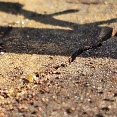 Formicidae (family) at Evatt, ACT - 3 Sep 2023