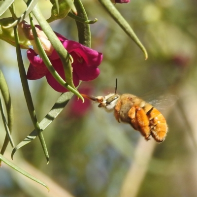 Amegilla (Asaropoda) sp. (genus & subgenus) (Teddy Bear Bee) at Leinster, WA - 31 Aug 2023 by HelenCross