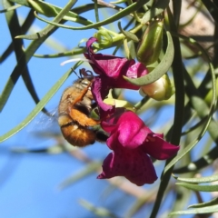 Unidentified at suppressed - 31 Aug 2023