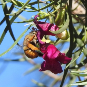 Unidentified at suppressed - 31 Aug 2023