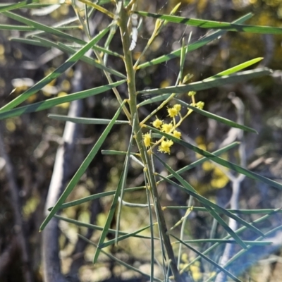 Acacia boormanii (Snowy River Wattle) at Belconnen, ACT - 2 Sep 2023 by sangio7