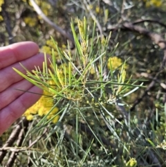 Acacia boormanii at Belconnen, ACT - 2 Sep 2023