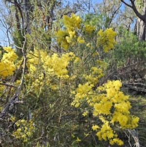 Acacia boormanii at Belconnen, ACT - 2 Sep 2023 03:03 PM