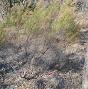 Cassinia sifton at Tuggeranong, ACT - 3 Sep 2023 02:26 PM