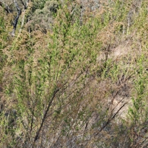 Cassinia sifton at Tuggeranong, ACT - 3 Sep 2023 02:26 PM