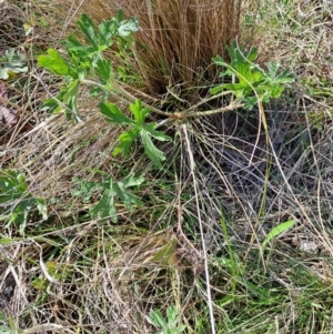 Geranium solanderi var. solanderi at Narrabundah, ACT - 3 Sep 2023