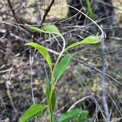 Billardiera heterophylla (Western Australian Bluebell Creeper) at The Pinnacle - 2 Sep 2023 by sangio7