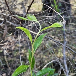 Billardiera heterophylla at Belconnen, ACT - 2 Sep 2023