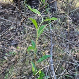 Billardiera heterophylla at Belconnen, ACT - 2 Sep 2023