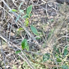 Billardiera heterophylla at Belconnen, ACT - 2 Sep 2023