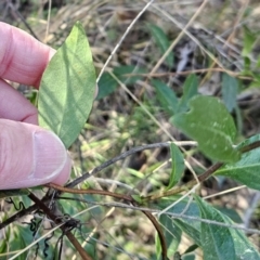 Billardiera heterophylla at Belconnen, ACT - 2 Sep 2023