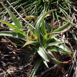 Luzula sp. at Campbell, ACT - 2 Sep 2023