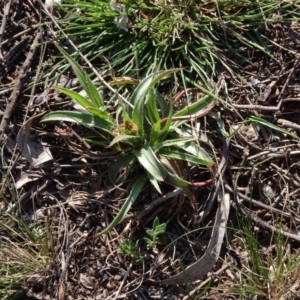 Luzula sp. at Campbell, ACT - 2 Sep 2023