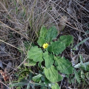 Cymbonotus sp. (preissianus or lawsonianus) at Campbell, ACT - 2 Sep 2023