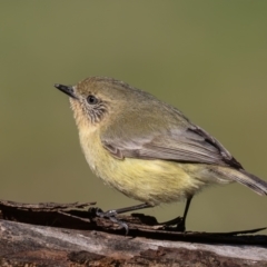 Acanthiza nana at Symonston, ACT - 3 Sep 2023