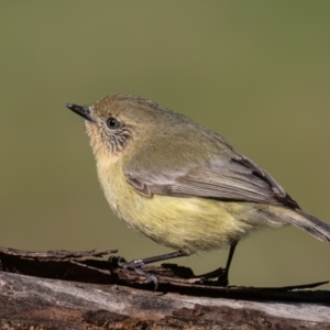 Acanthiza nana at Symonston, ACT - 3 Sep 2023