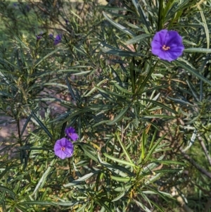 Solanum linearifolium at Hawker, ACT - 3 Sep 2023